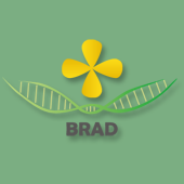BRAD